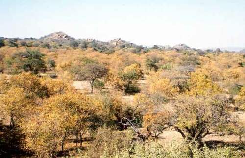 Stromy Mopani
